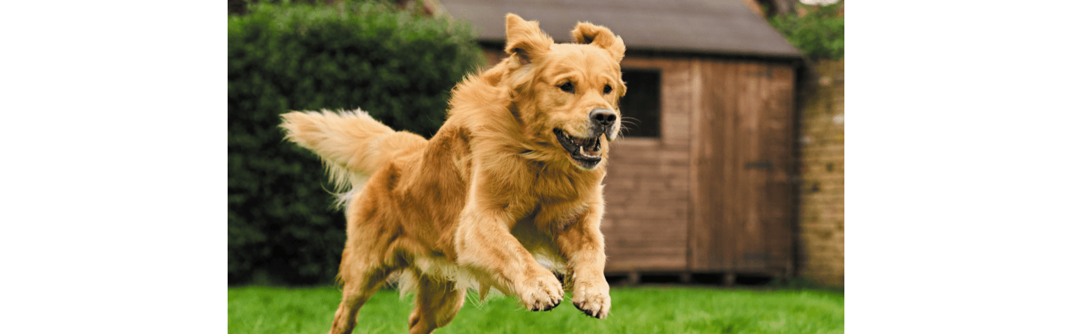 A dog running in the grass