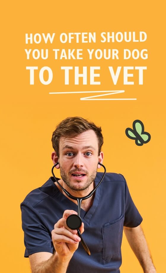 How Often Should You Take Your Dog To The Vet with Rory the Vet |