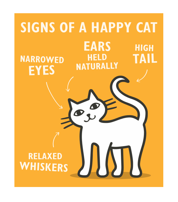 Signs of a happy cat illustration