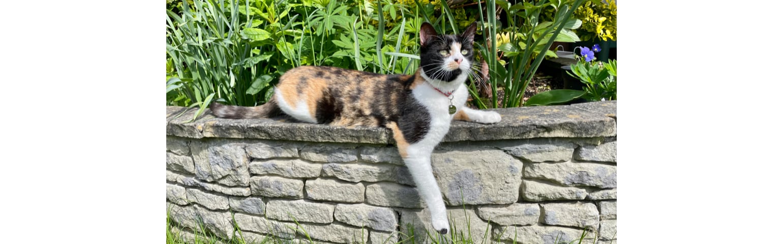 picture of an outdoor cat