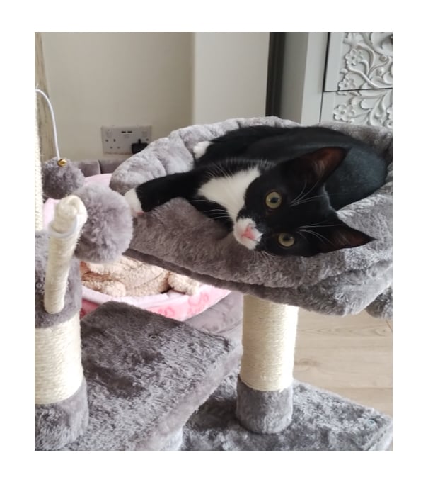 picture of a cat laying on a cat tree