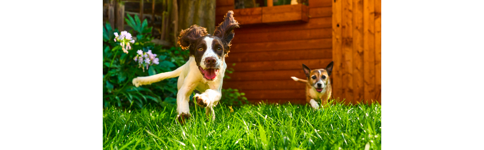 two dogs running in the grass