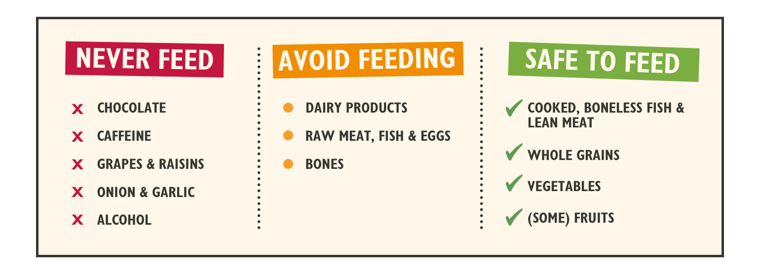 toxic cat food infographic