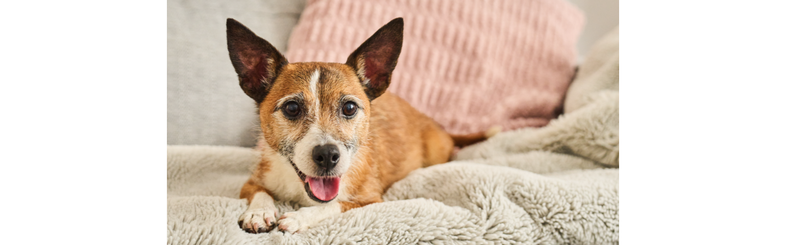 a dog laying on a bed