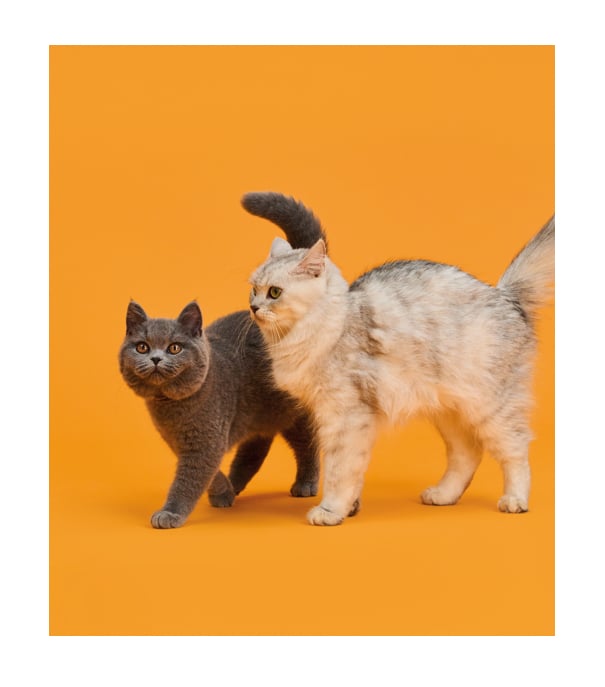 picture of 2 cats walking next to each other