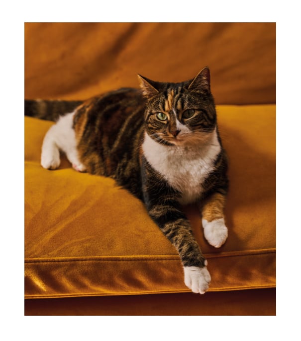 picture of a cat laying on a sofa