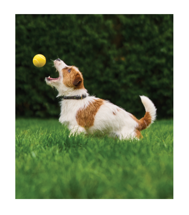 picture of a dog playing with a ball on the grass