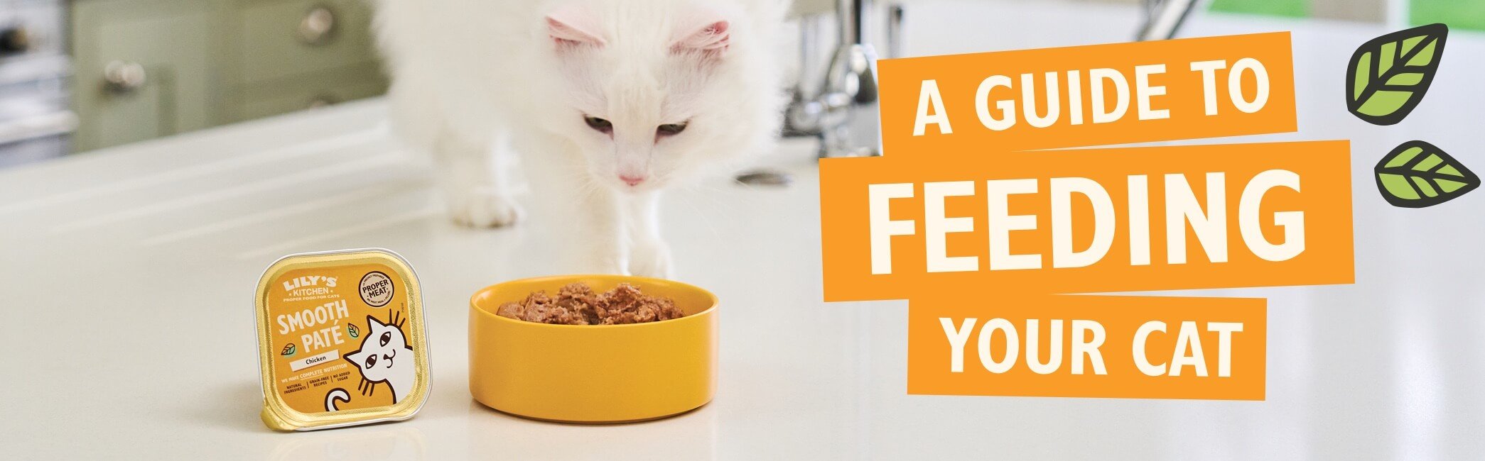 Feeding your Cat Guide