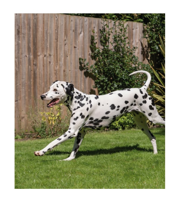 picture of a dalmatian running on the grass