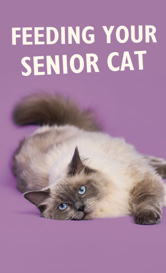 Feeding your senior cat