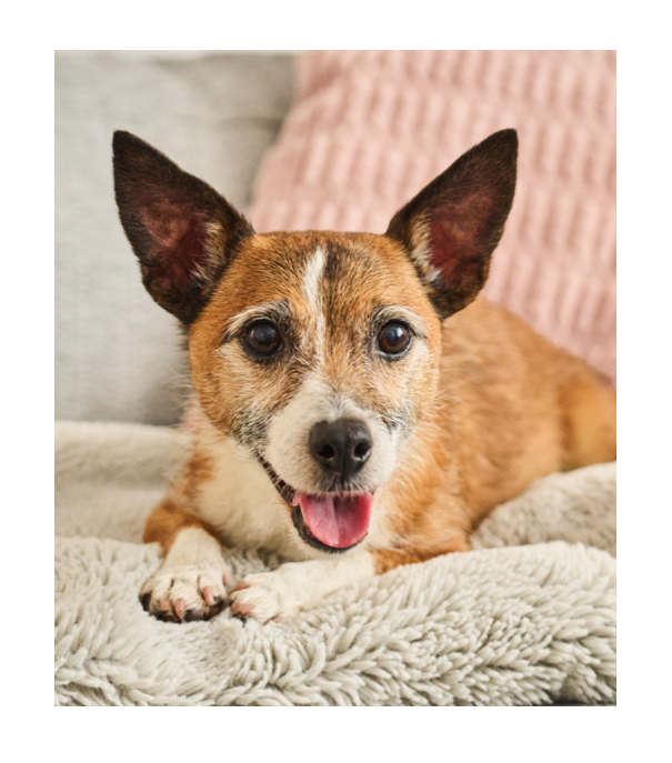 a dog laying on a bed