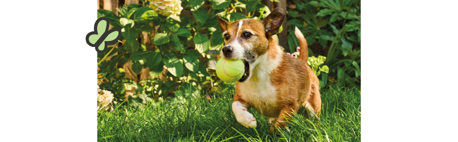 a dog running and holding a ball