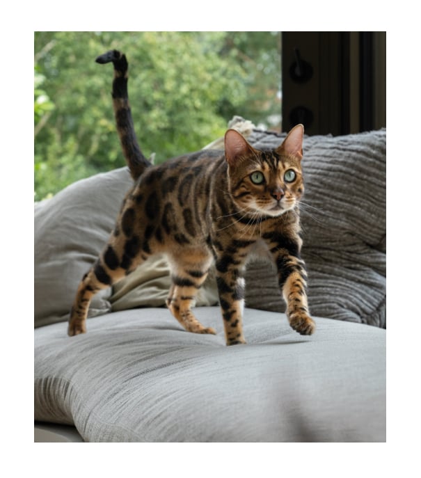 picture of a cat walking on a sofa