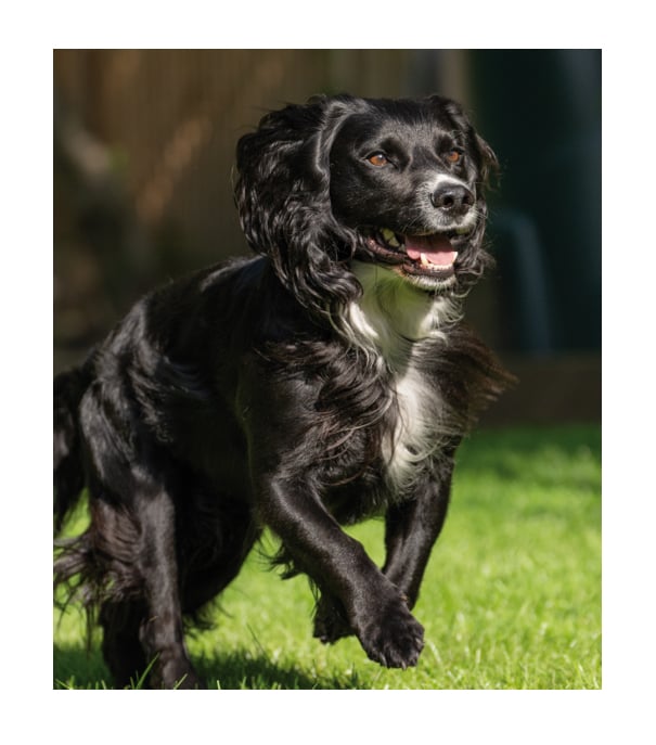 picture of a dog running on the grass