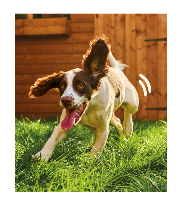 a dog running in the grass