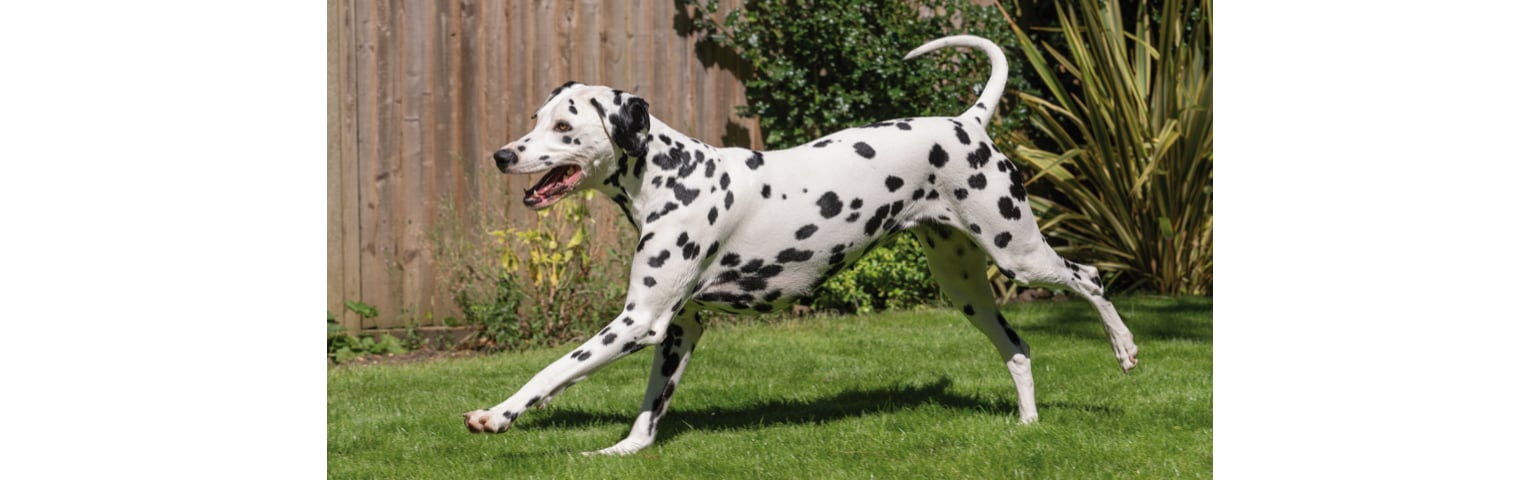 picture of a dalmatian running on the grass