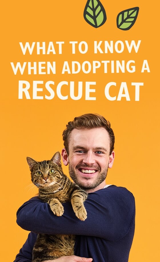 What to know when adopting a rescue cat with Rory the Vet