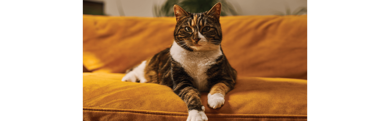 A cat laying on a sofa 