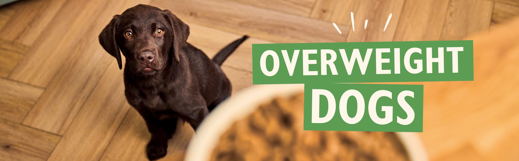 Overweight dogs: The ideal weight for your dog