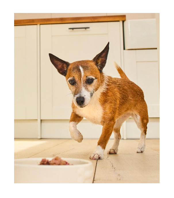 Image of a senior dog with a bowl of food