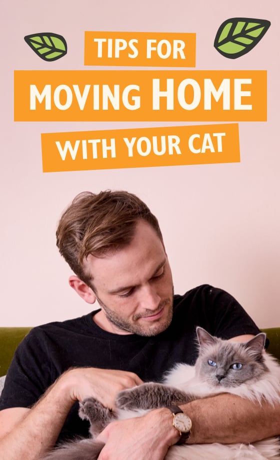Tips for Moving Home with Your Cat With Rory the Vet