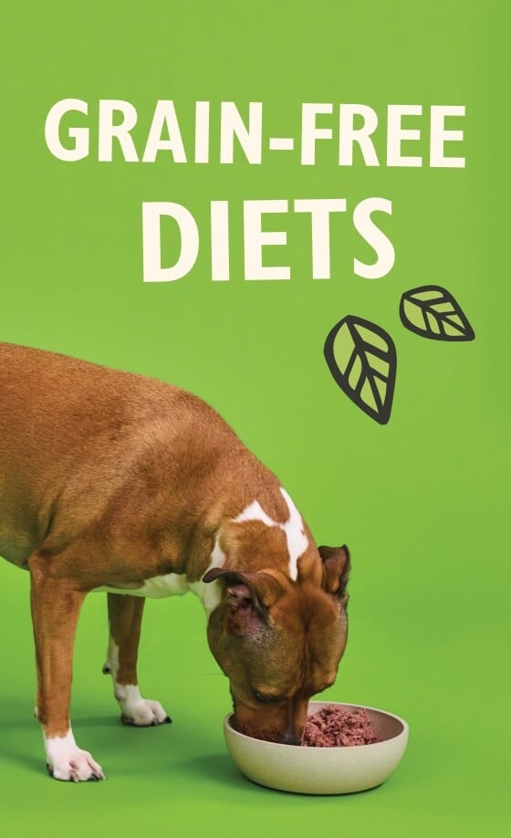 Grain-Free Diet Guide for Dogs