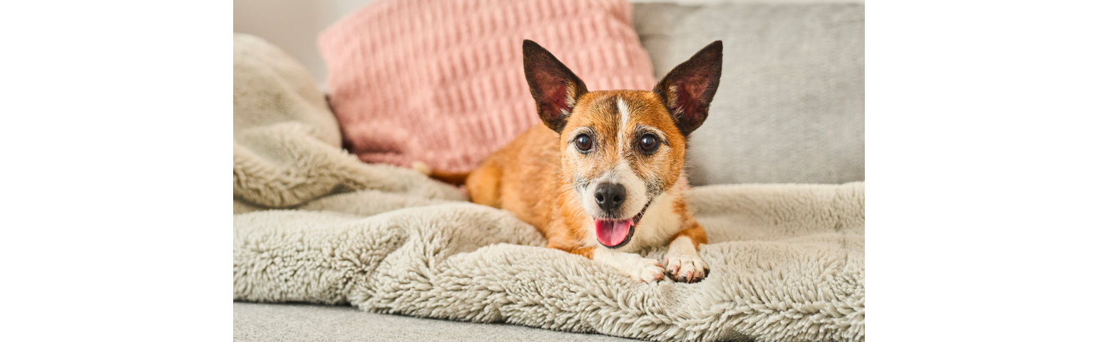 picture of dog laying on a sofa