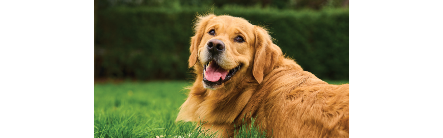 picture of a dog laying on the grass