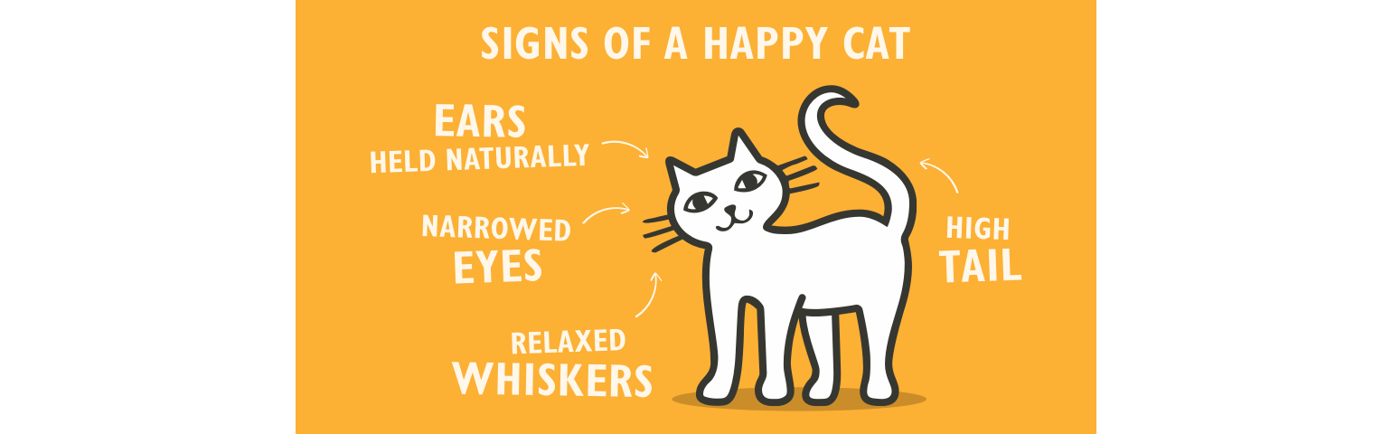 Signs of a happy cat illustration