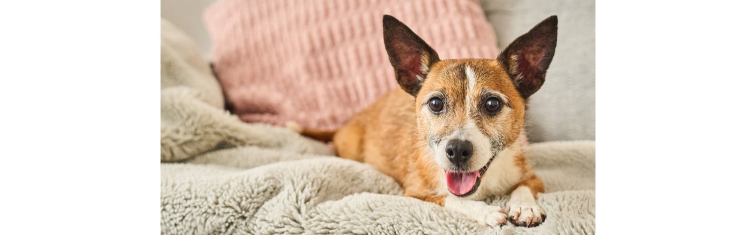 picture of a dog laying on a sofa