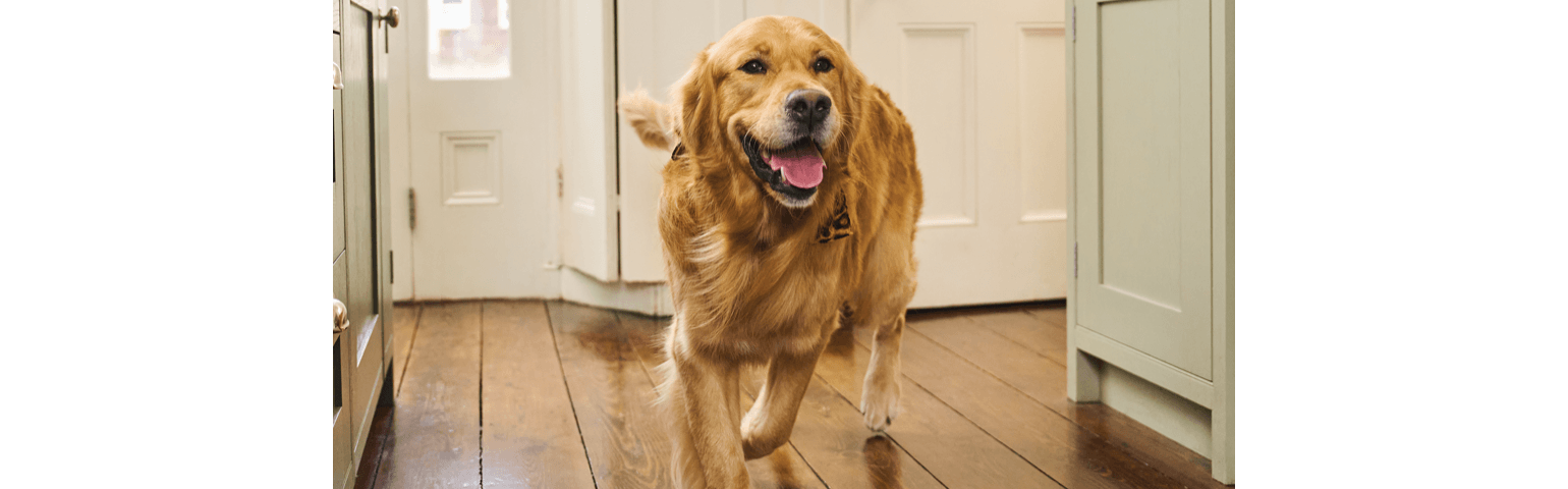 A dog walking in a kitchen