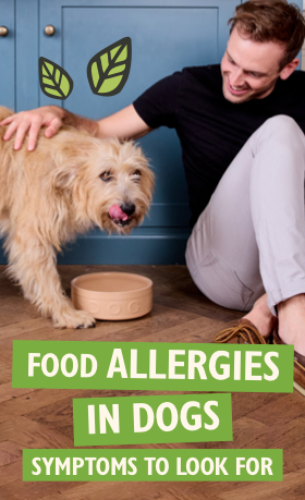 Food Allergies In Dogs - Symptoms To Look For With Rory the Vet