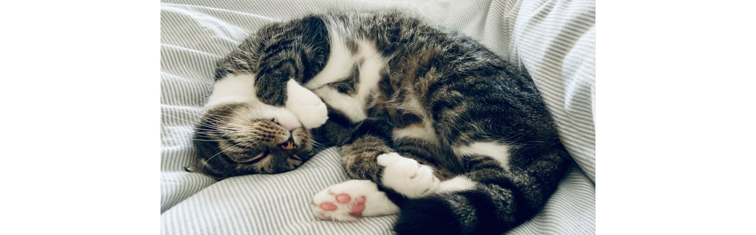 picture of a cat laying on a bed