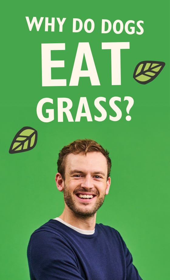 Why do dogs eat grass? With Rory the Vet
