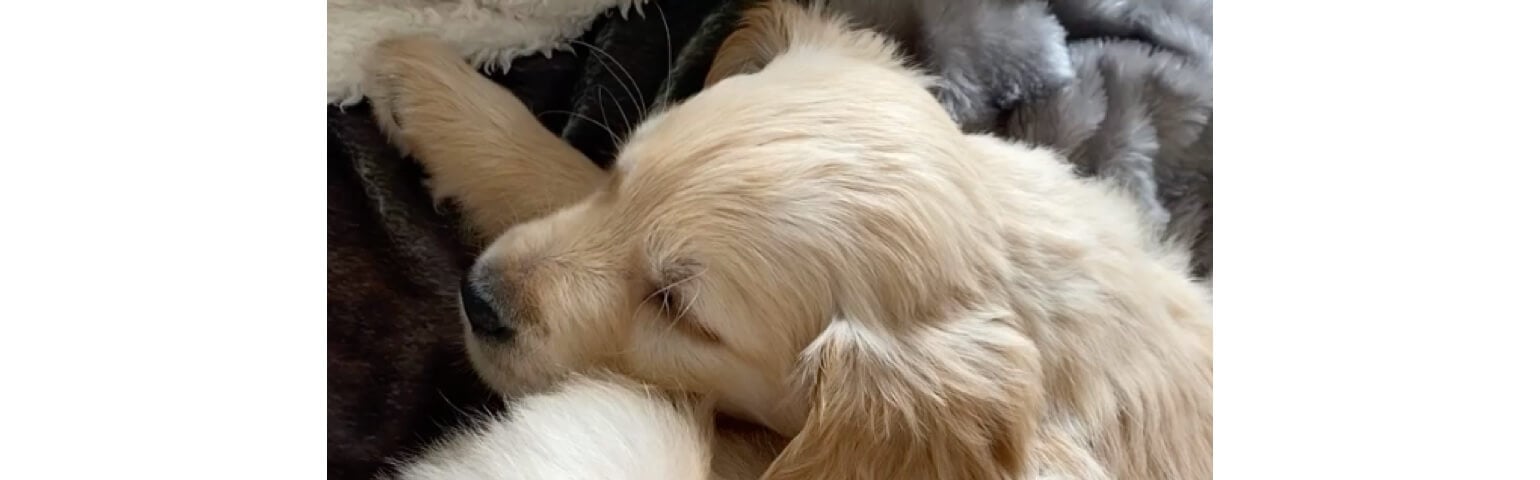 Close-up of a sleeping golden retriever puppy on a furry blanket.