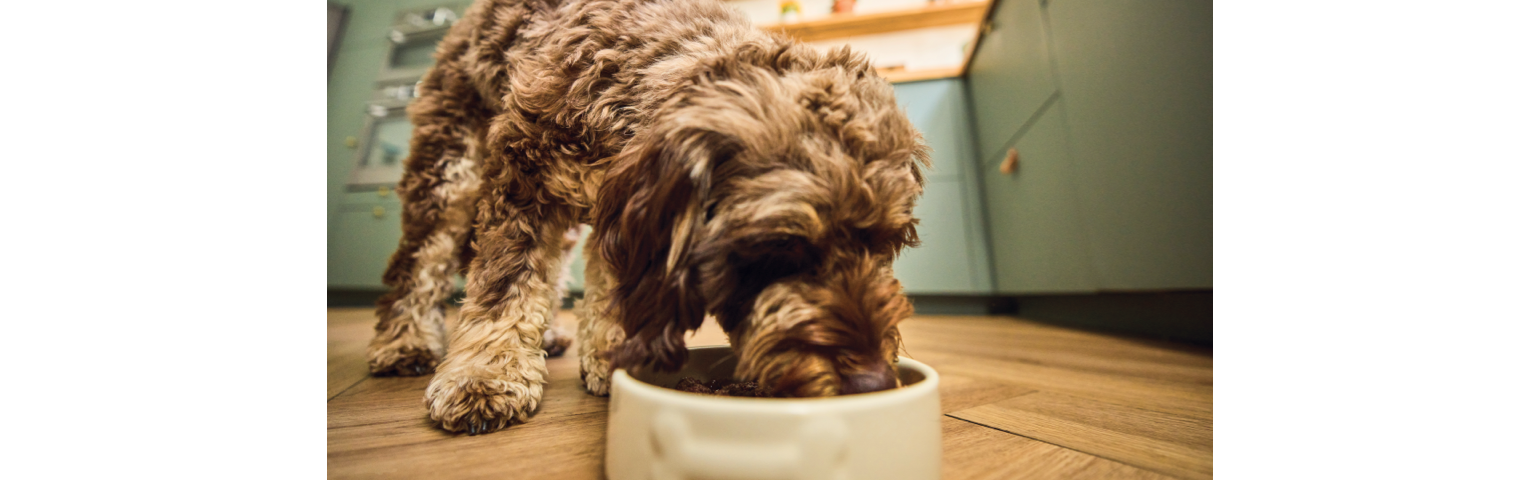 a dog eating out of a bowl