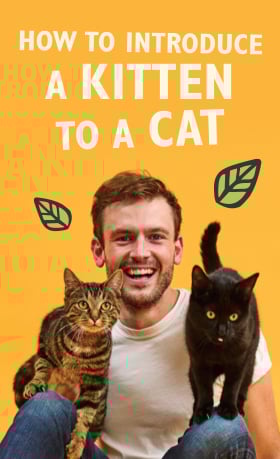 How To Introduce a Kitten To a Cat With Rory the Vet