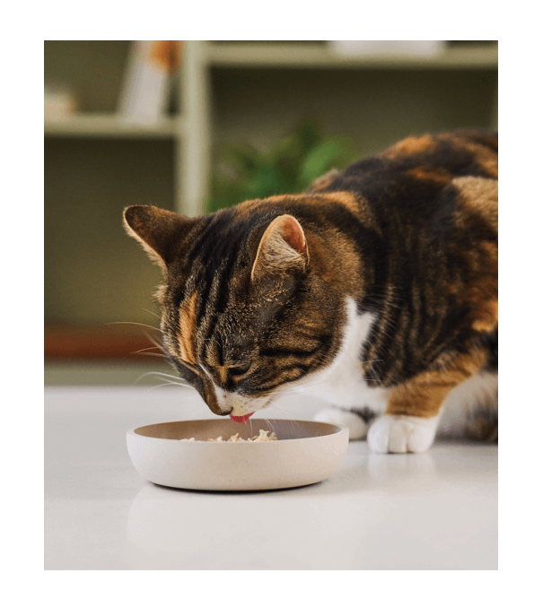 A cat eating from a bowl