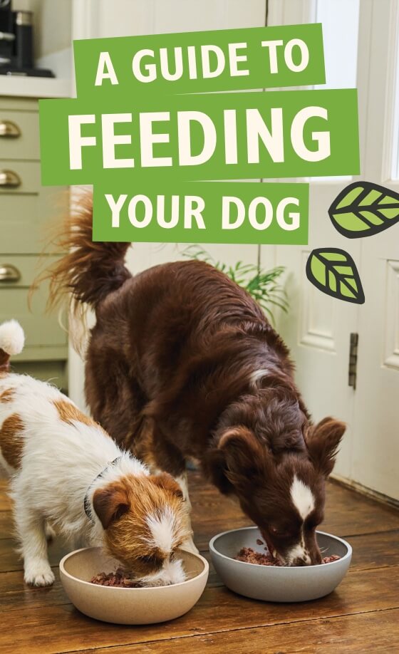 Feeding your Dog Guide