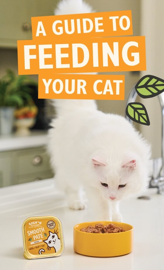 Feeding your Cat Guide
