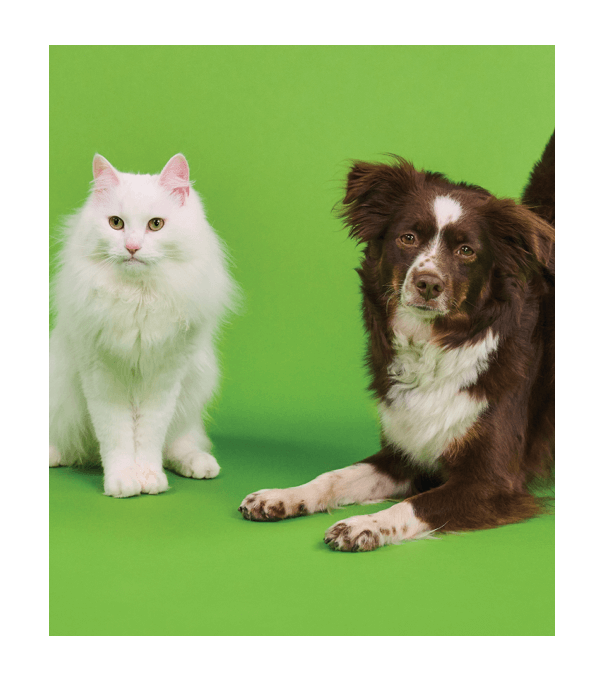  A cat and a dog posing for the camera
