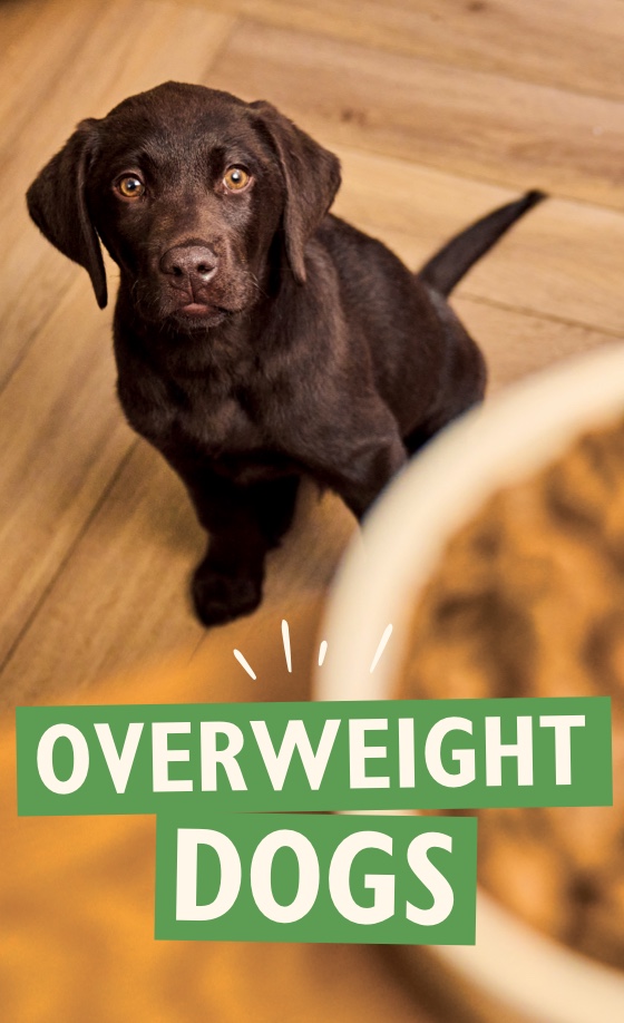Overweight dogs: The ideal weight for your dog