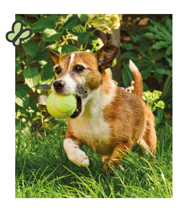 a dog running and holding a ball