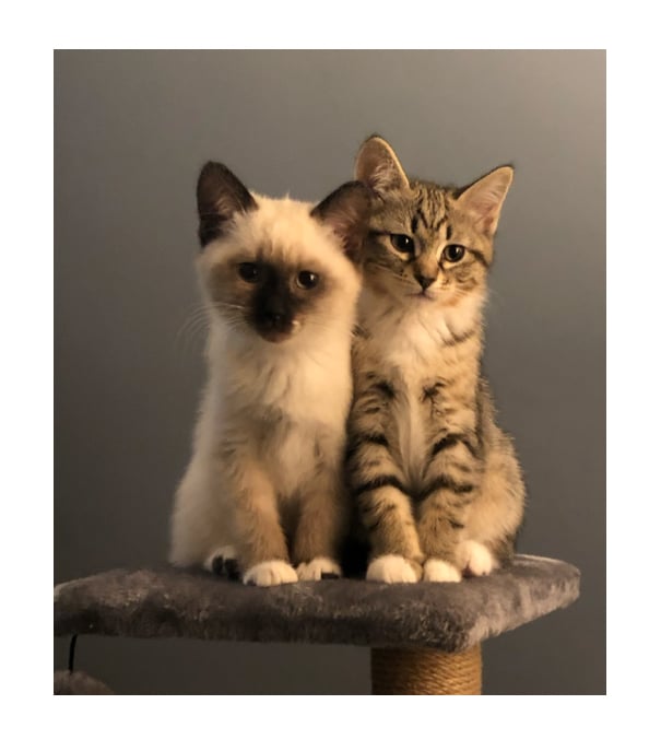 picture of 2 kittens sitting and leaning on each other