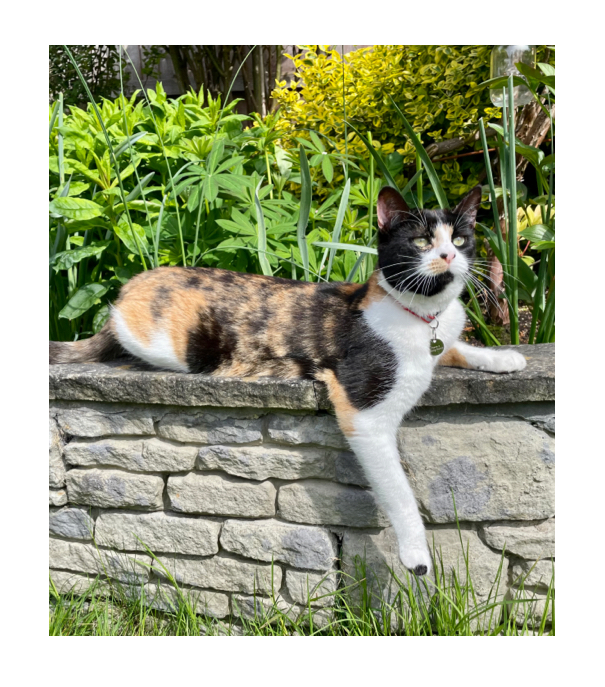 picture of an outdoor cat