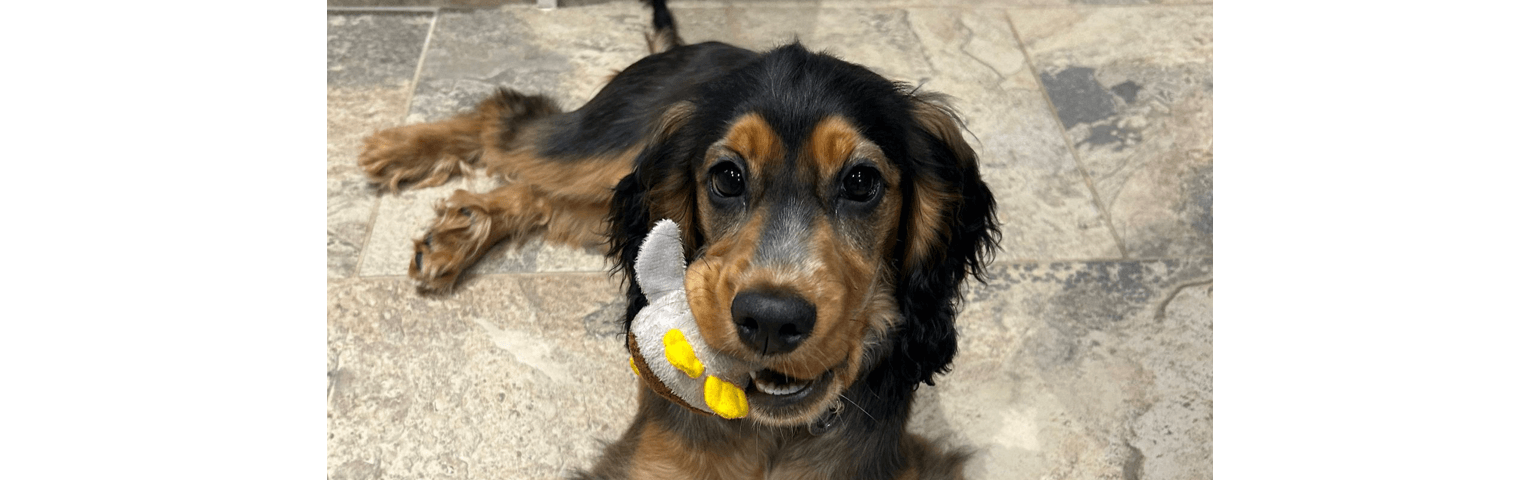 picture of a puppy chewing a toy