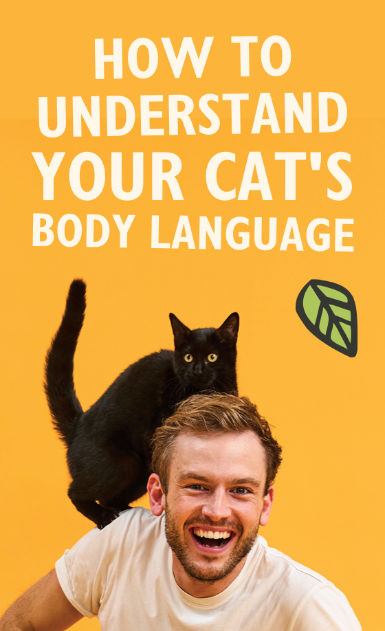 How to Understand your Cat's Body Language with Rory the Vet