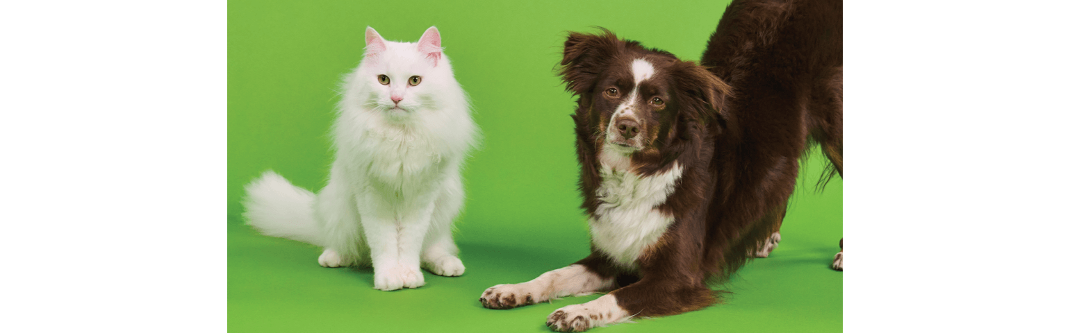 A cat and a dog posing for the camera