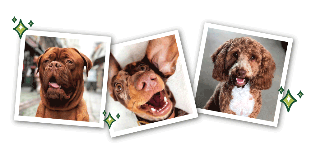 dogs with healthy teeth’