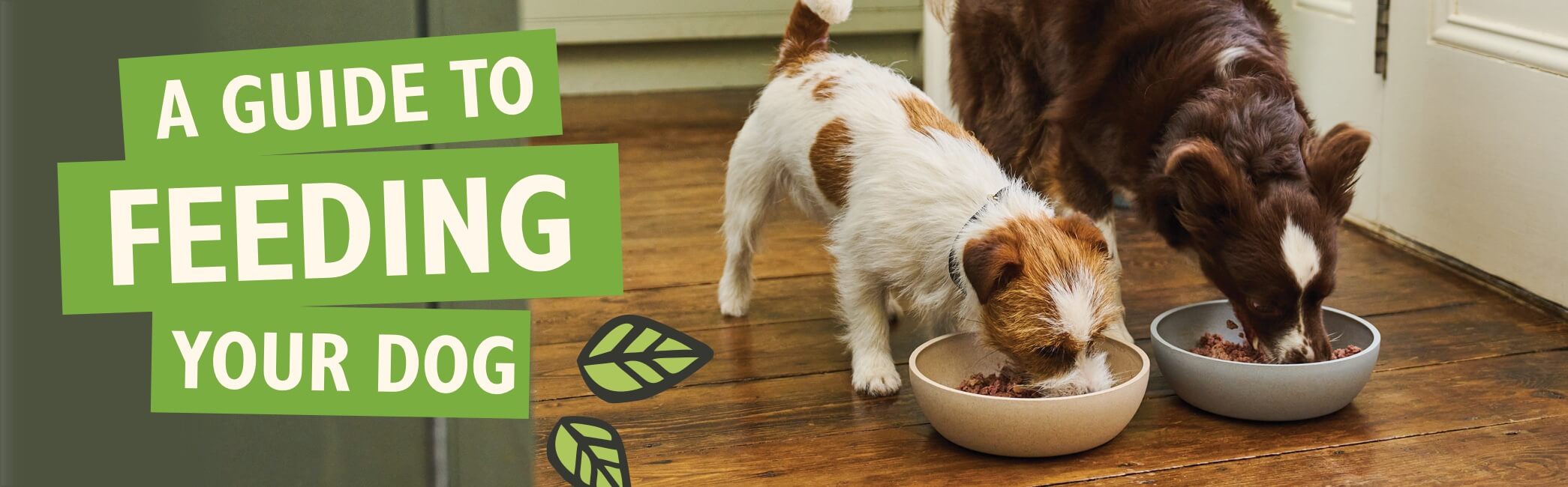 Feeding your Dog Guide